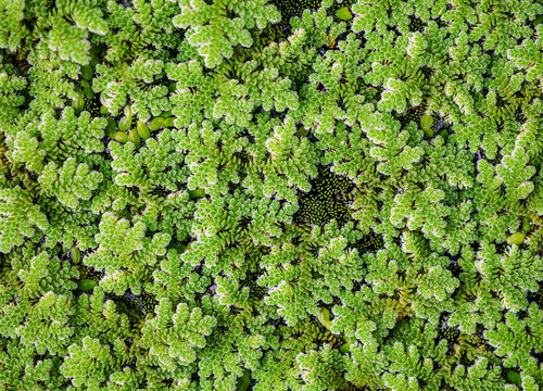 Mosquito ferns background, Detail of water mosquito fern, fairy moss, freshwater aquatic Azolla. Top view of Green Mosquito ferns