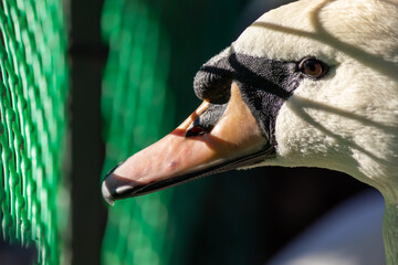 Swan with a black beak and white feathers. The swan looks through the fence
