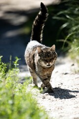 Tabby cat on a sunlit path