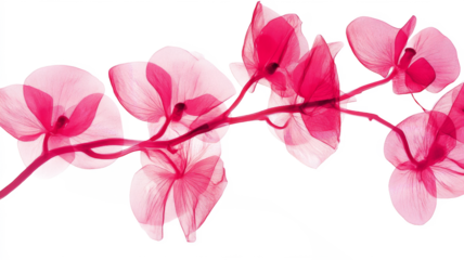 Xray transparent isolated branch PNG. Floral  leaves and stem. Vintage watercolor design for wedding cards, invitations. Spring or summer close-up photo. Elegant minimalist radiography