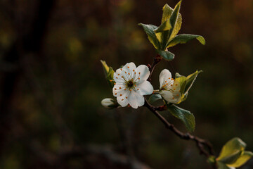 White flowers on a fruit tree in spring