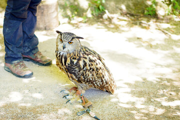 Eurasian Eagle-Owl Standing Beside Caregiver and Falconry Trainer Outdoors