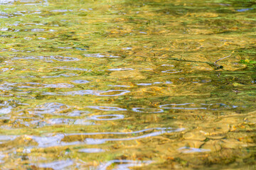  初夏の湖水の水面が波打つ09