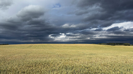 Crop of wheat in a field in June, United Kingdom