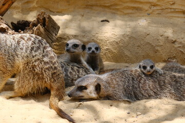 A charming photo series featuring a family of meerkats in their sandy habitat. The images capture natural behavior such as resting, digging, watching the surroundings, and interacting with each other.