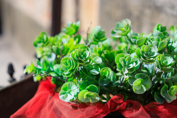 Vibrant green succulents adorned with red fabric in sunlit setting