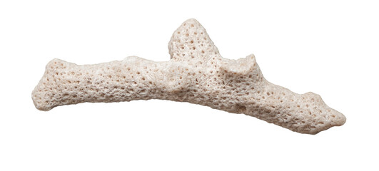 dead coral on white background isolated