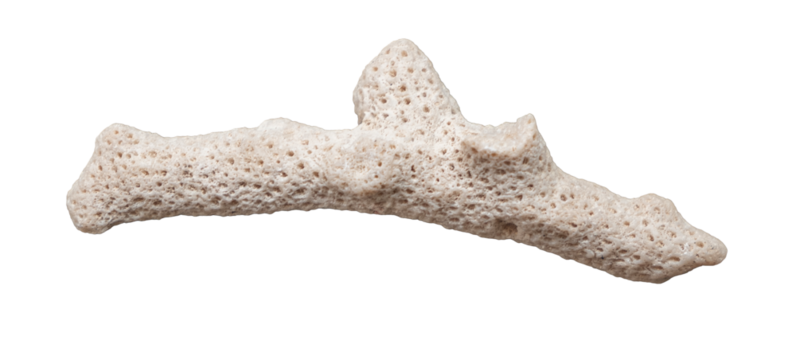 dead coral on white background isolated