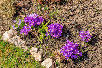 Vibrant purple crocuses blooming in spring garden soil