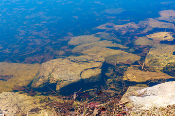 Clear water over rocky shore with algae and fallen leaves in a natural setting