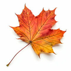 Obraz premium A dried autumn maple leaf showcasing warm hues and natural texture; perfect for seasonal decor,