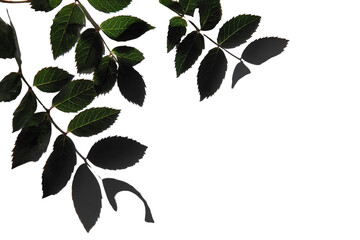 Dark foliage branches with leaves against black background