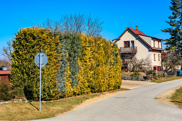 Suburban house with vibrant yellow and green hedge on sunny day