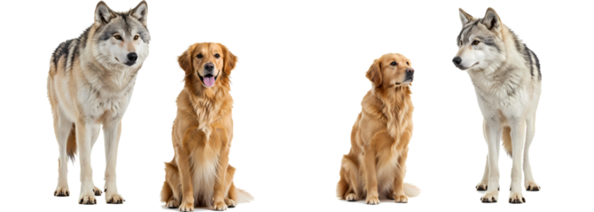 Best golden retriever dog breed and wolf animal comparison picture for pet lovers and animal enthusiasts on transparent background