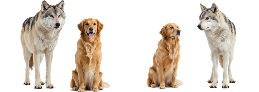 Best golden retriever dog breed and wolf animal comparison picture for pet lovers and animal enthusiasts on transparent background