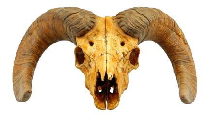 Ram skull aged, curled horns, isolated