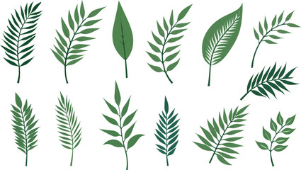 Create a kinds of deferent Tropical leaves vector. Set of palm leaves silhouettes isolated on white background. vector art with white background.