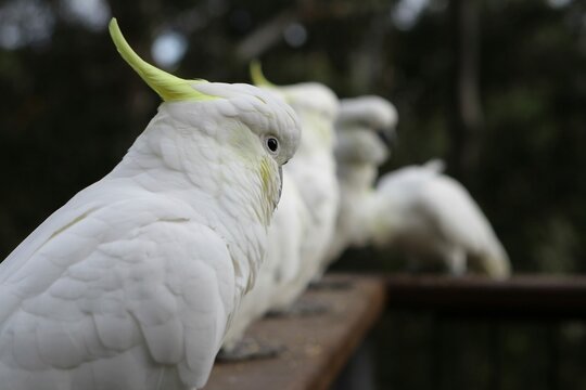 Close up shot of a row of sulphur crested cockatoos