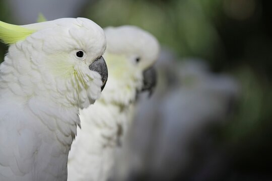 Close up shot of a line of sulphur crested cockatoos