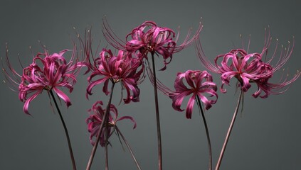 Obraz premium Elegant Red Spider Lily Cluster A Detailed Floral Art Piece with Intricate Petals and Graceful Curves