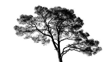 Obraz premium Monochrome Tree Silhouette Branches, Trunk, Nature, Art, Design, Black, White, Graphic, Image, Abstr