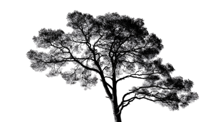 Monochrome Tree Silhouette Branches, Trunk, Nature, Art, Design, Black, White, Graphic, Image, Abstr