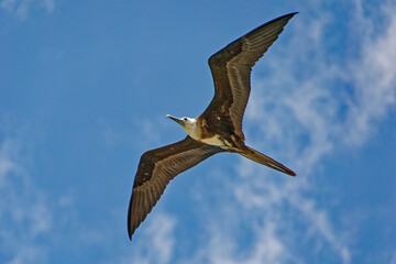 Grosser Fregattvogel