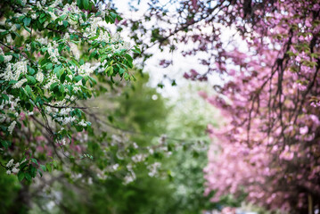 Sakura flowers blooming, spring seasonal Easter background