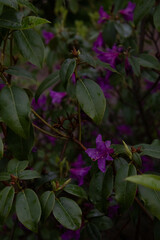 Serene Purple Blossom in Lush Forest Garden