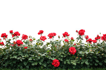 Red roses in a garden bed