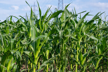 Lush green cornfield with tall stalks under a bright blue sky showcasing agricultural growth