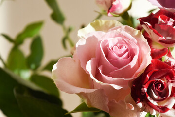 カラフルなバラ