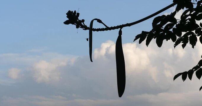 (Oroxylum indicum)Oroxylum indicum on tree with sunset sky background.