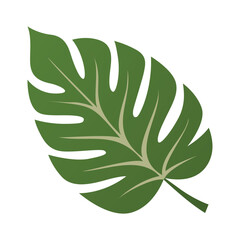 Tropical monstera leaf vector icon in green color