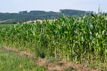 Lush green cornfield with rows of healthy plants under a clear blue sky and distant hills