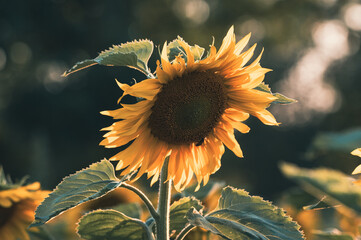 kwiat słonecznika w polu latem © Henryk Niestrój