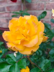 Collection of roses in different colors: white, yellow, red, and orange. Close-up of blooming petals with natural lighting, isolated or in bouquet form. Elegant floral composition symbolizing love