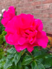 Collection of roses in different colors: white, yellow, red, and orange. Close-up of blooming petals with natural lighting, isolated or in bouquet form. Elegant floral composition symbolizing love