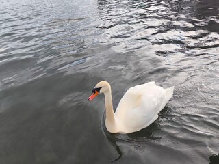 Majestic white swan gracefully floating on a calm lake at sunrise. Soft reflections on the water,...