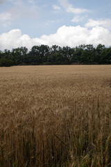 wheat field and blue sky