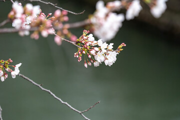 cherry blossoms