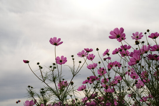 pink cosmos flowers