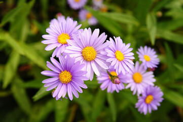 daisy flower in the garden