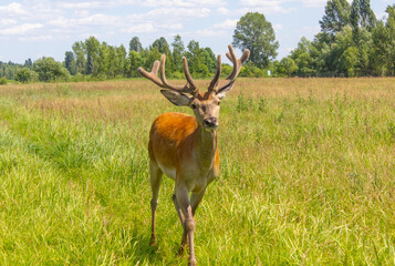 deer with big antlers running across grass field close up