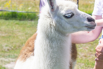 Obraz premium man petting llama animal close up, man's hand petting llama