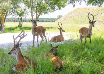 five deer lying in grass and standing on lake shore in wild nature close up