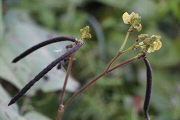 Mung Bean Grains as Market Value Representation

Raw Green Mung Beans Depicting Agricultural Prices