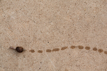 snail and trail along a garden path