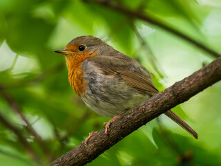Close-up portrait of Robin bird. European Robin is small bird with bright orange breast. Little funny red bird European Robin or Erithacus Rubecula sits on branch against background of green lush