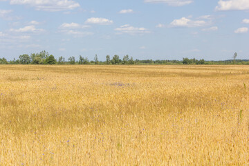blueberry, berry, forest, bush, food, fruit, plant, leaf, blue, nature, ripe, tree, bilberry, branch, plum, leaves, healthy, blueberries, sweet, summer, berries, closeup, organic, fresh, wild
